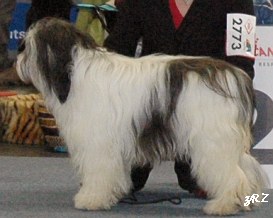 Jewel Jasmine Zofia z Raju Zimy